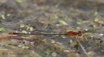 Enallagma pollutum, male